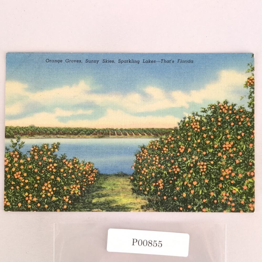 Orange Groves Sunny Skies Sparkling Lakes Florida 1940s Linen Postcard Deland FL